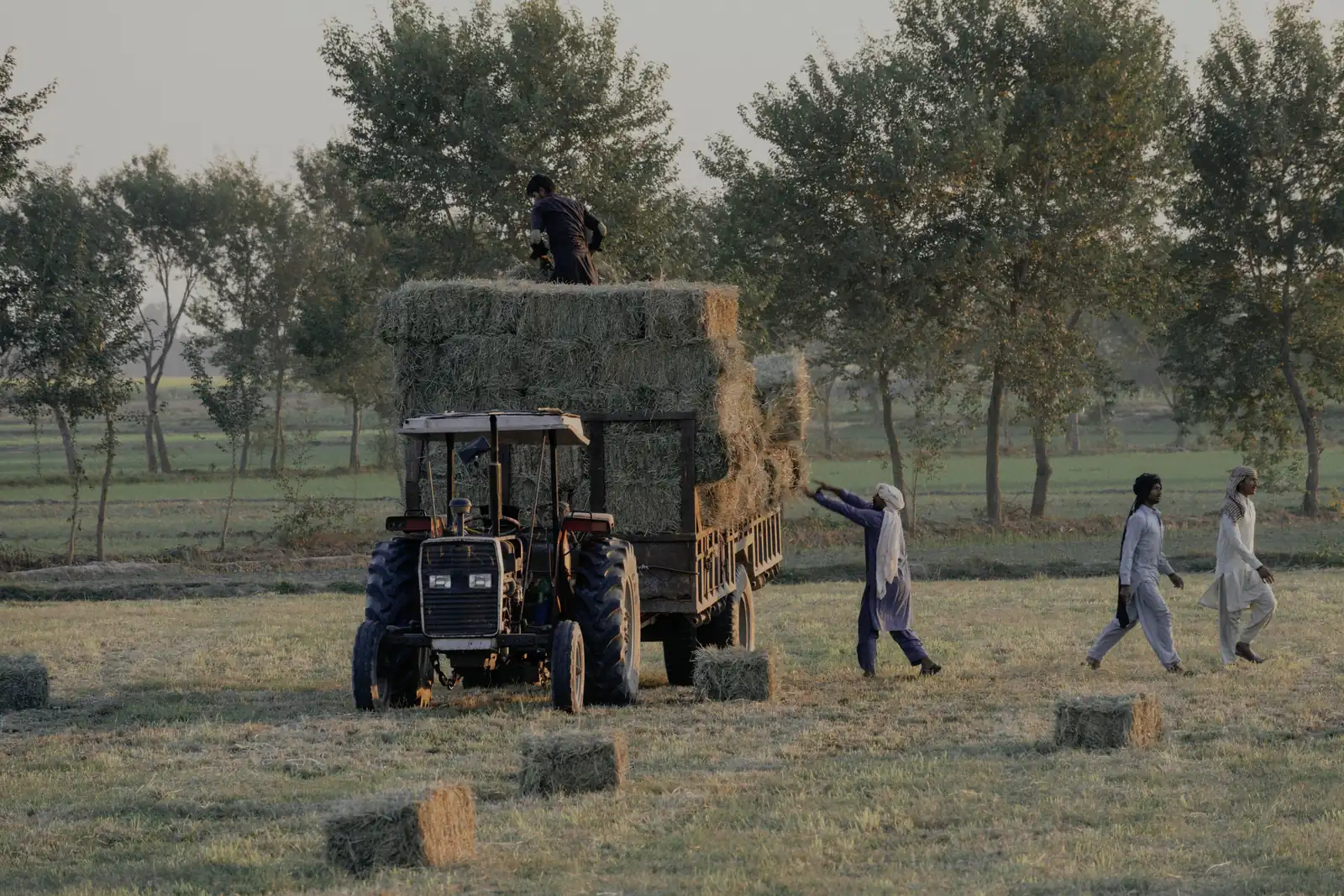 Farm workers loading small square hay bales onto a tractor trolley in Pakistan
