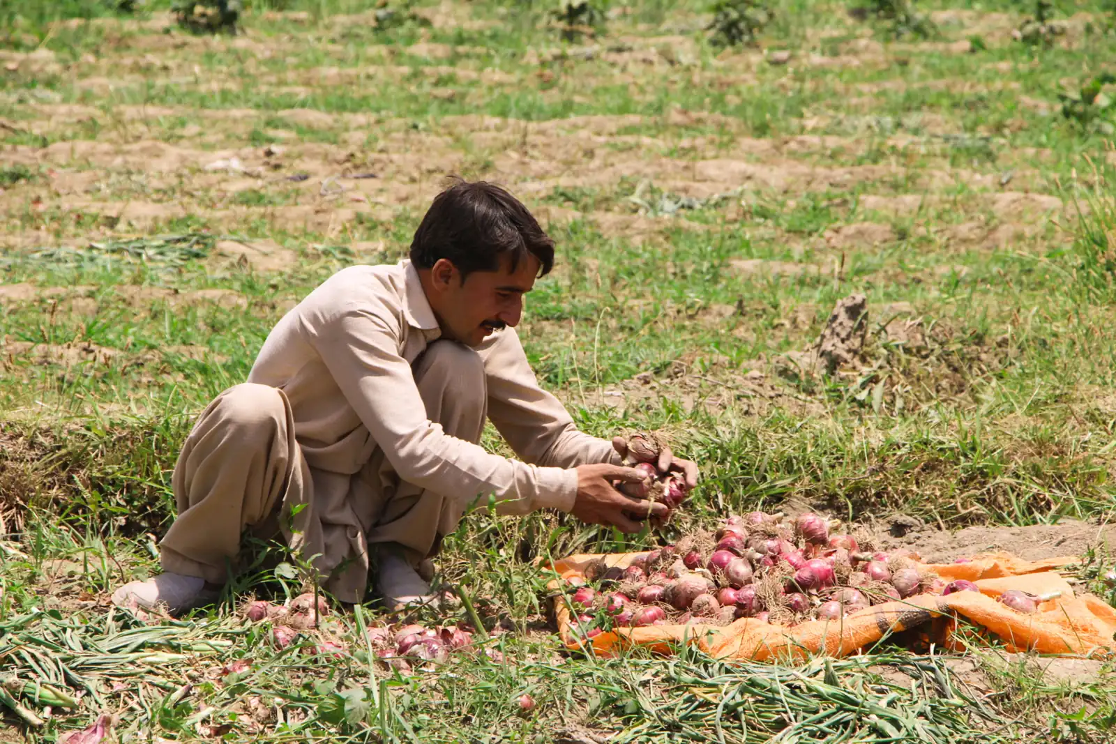 Farmer harvesting onions in Khyber Pakhtunkhwa, Pakistan