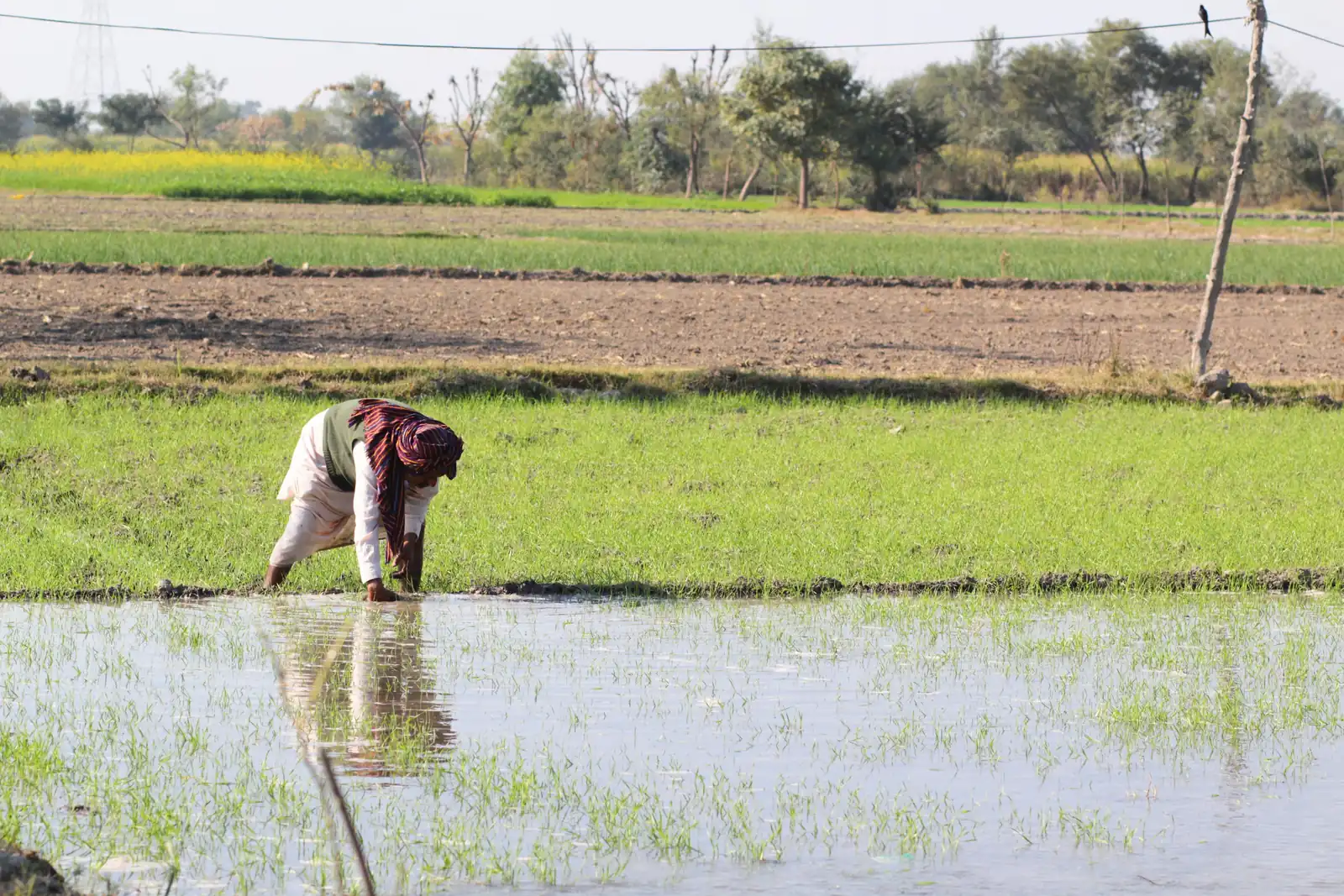 Farmer tending a rice paddy in Punjab, Pakistan